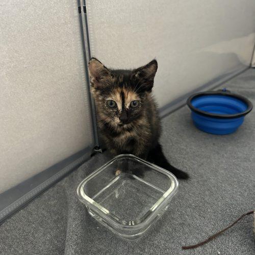 Enlarge Lea, a Adoptable Domestic Short Hair in Los Angeles, CA image 1/6