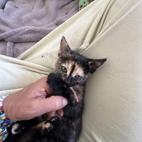 Enlarge Lea, a Adoptable Domestic Short Hair in Los Angeles, CA image 3/6