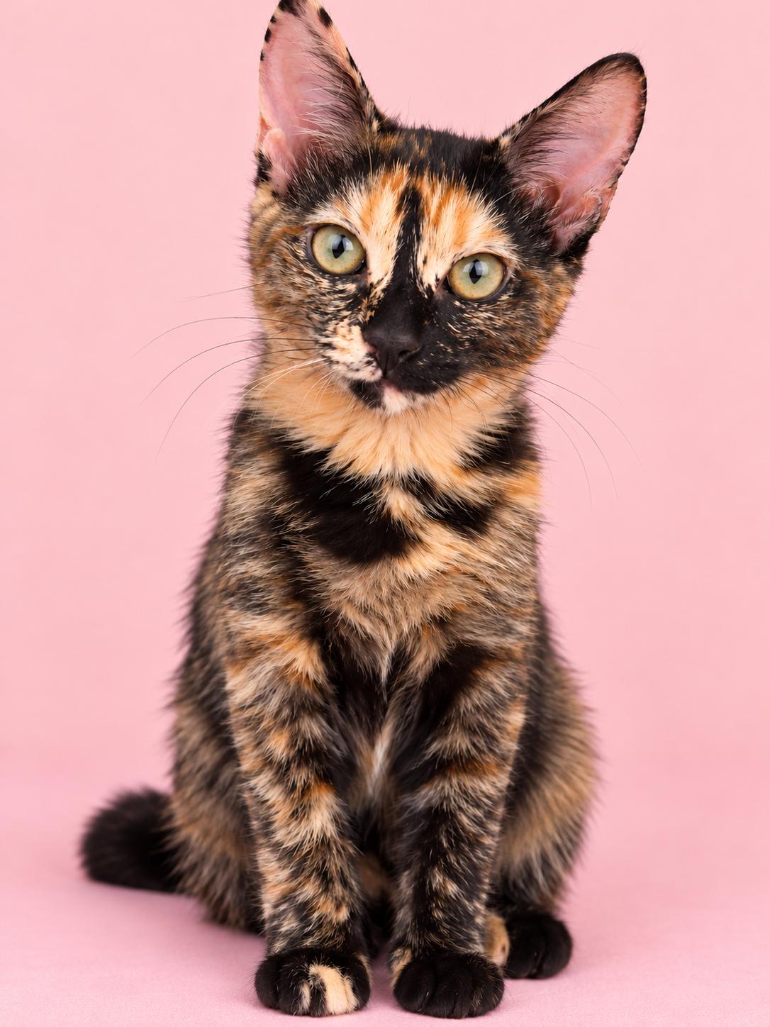 Enlarge Lea, a Adoptable Domestic Short Hair in Los Angeles, CA image 4/4