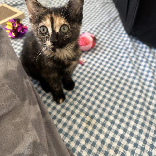 Enlarge Lea, a Adoptable Domestic Short Hair in Los Angeles, CA image 4/6