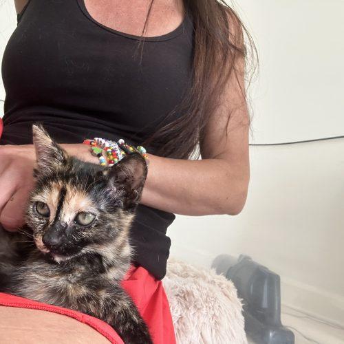 Enlarge Lea, a Adoptable Domestic Short Hair in Los Angeles, CA image 5/6