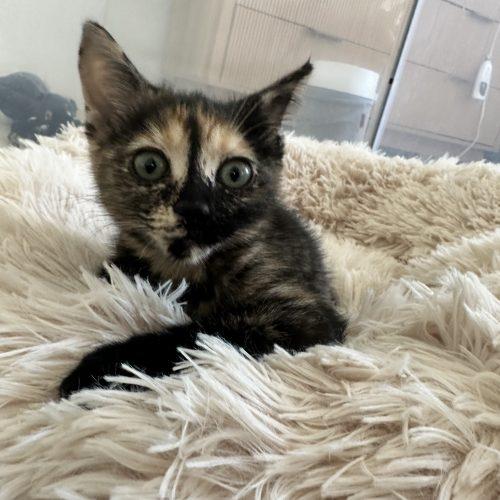 Lea, a Adoptable Domestic Short Hair in Los Angeles, CA image 5/6