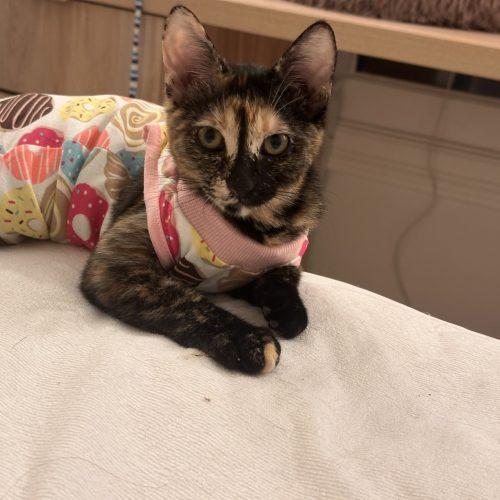 Enlarge Lea, a Adoptable Domestic Short Hair in Los Angeles, CA image 2/4