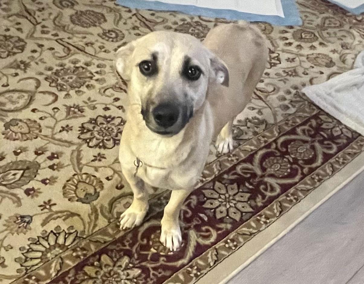 Indie (Harper from Devore), Adoptable, Young Female Dachshund & Terrier.