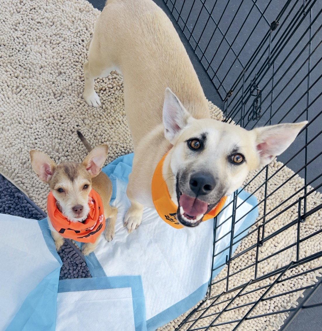Enlarge Indie (Harper from Devore), a Adoptable mixed breed in San Bernardino, CA image 1/3