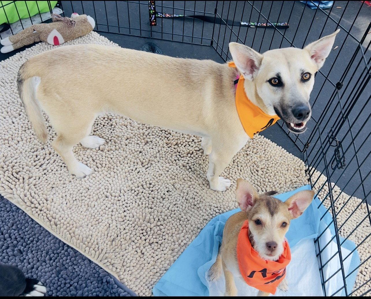 Enlarge Indie (Harper from Devore), a Adoptable mixed breed in San Bernardino, CA image 2/3