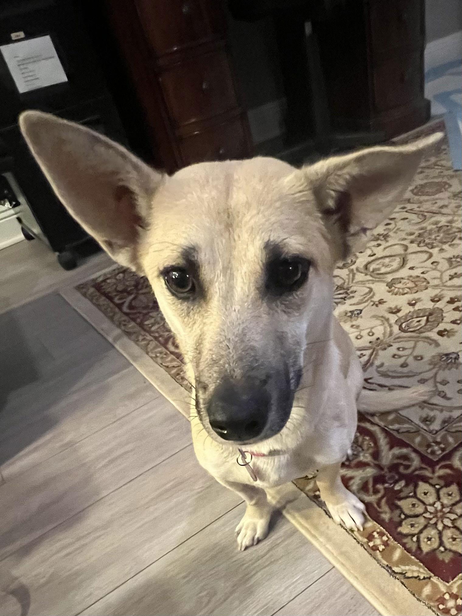 Indie (Harper from Devore), a Adoptable mixed breed in San Bernardino, CA image 2/3