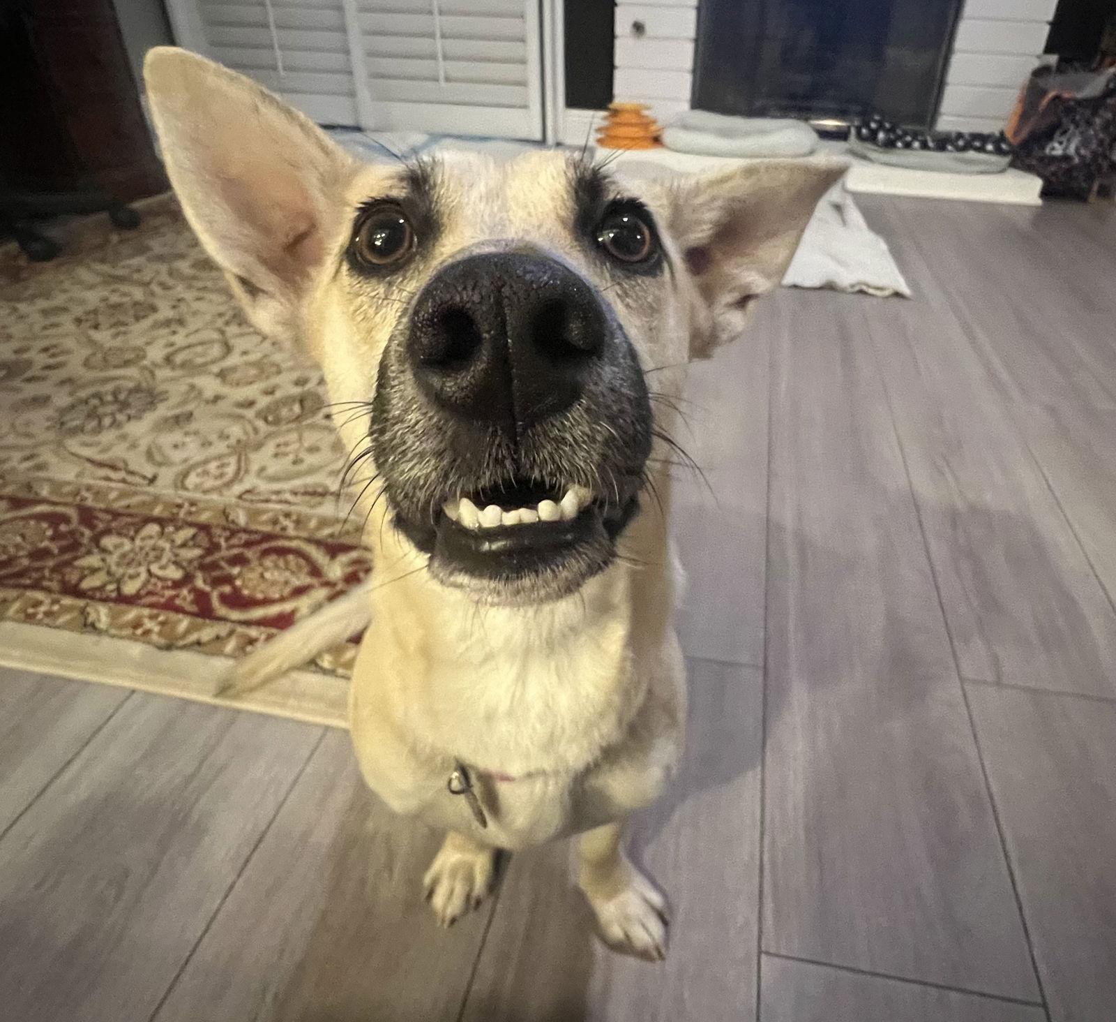 Indie (Harper from Devore), a Adoptable mixed breed in San Bernardino, CA image 3/3