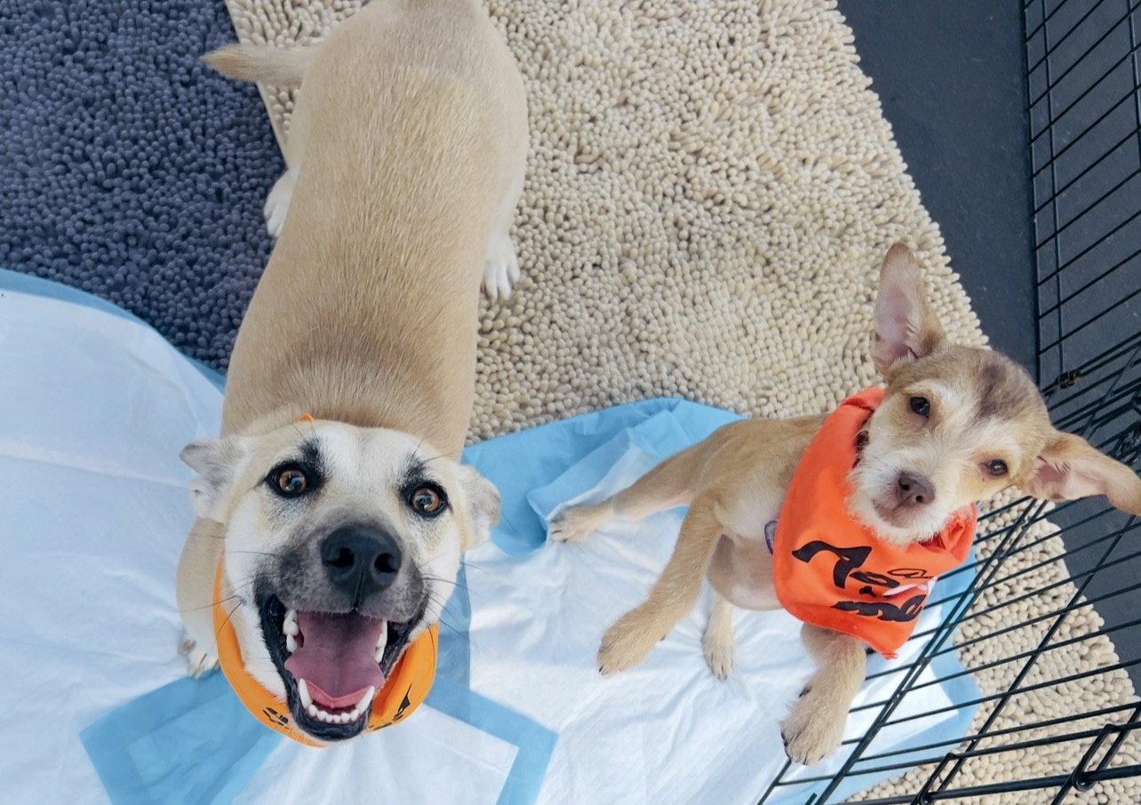 Enlarge Indie (Harper from Devore), a Adoptable mixed breed in San Bernardino, CA image 3/3