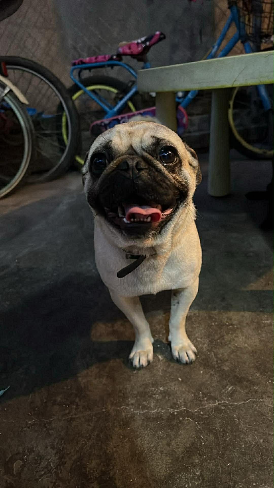Stuart , an adopted Pug in South Saint Paul, MN image 2/2