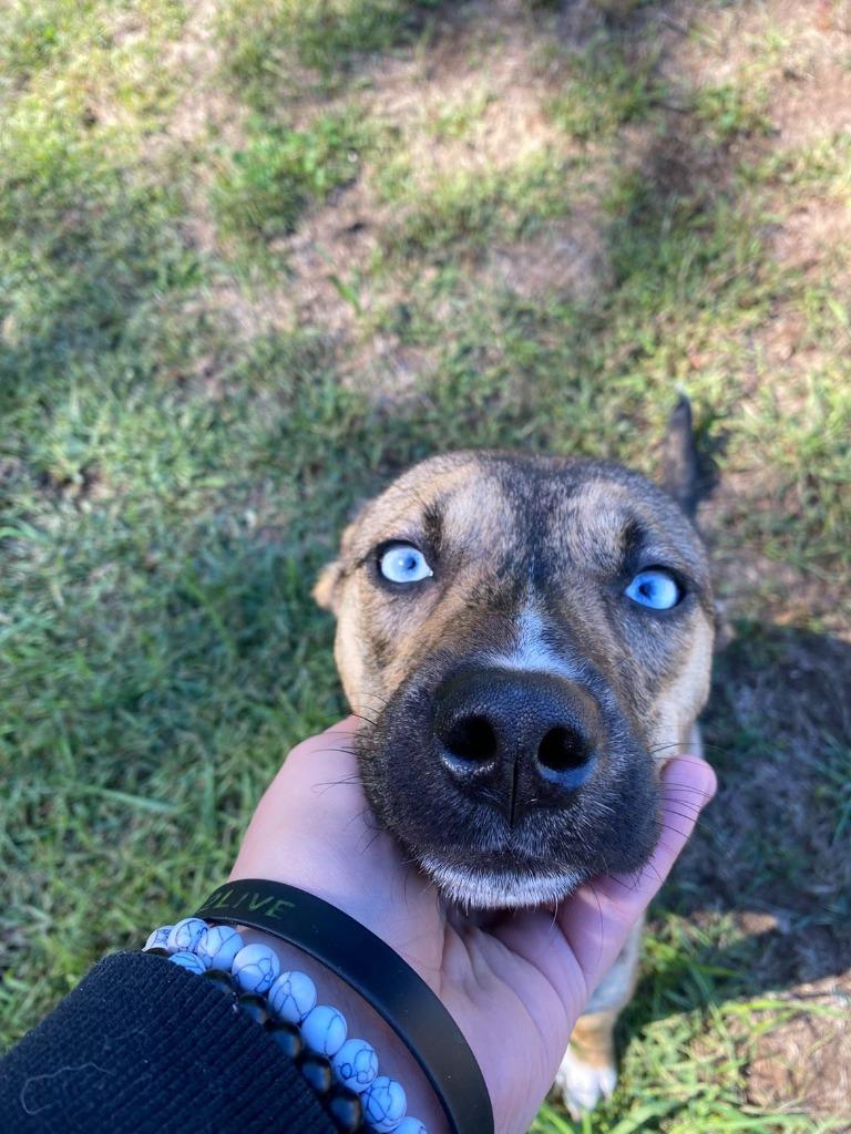 Enlarge Alaska, a Adoptable mixed breed in Spooner, WI image 1/6