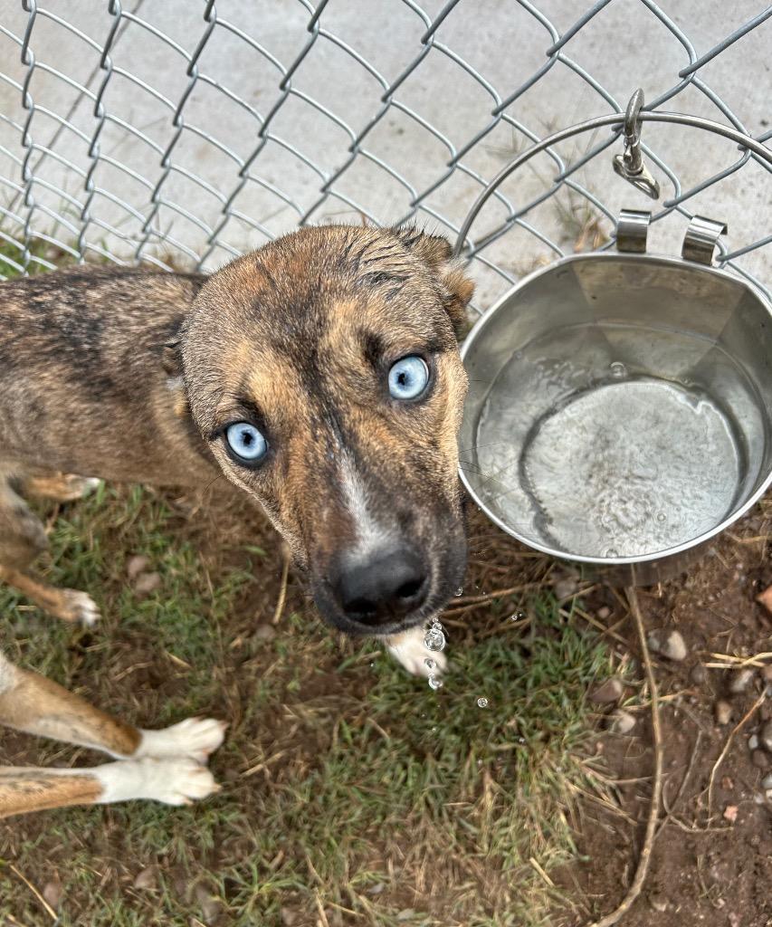 Enlarge Alaska, a Adoptable mixed breed in Spooner, WI image 2/6