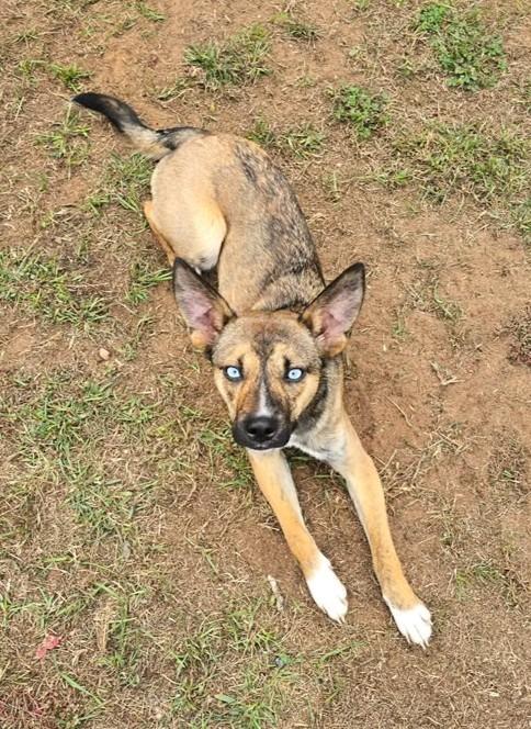 Enlarge Alaska, a Adoptable mixed breed in Spooner, WI image 3/6
