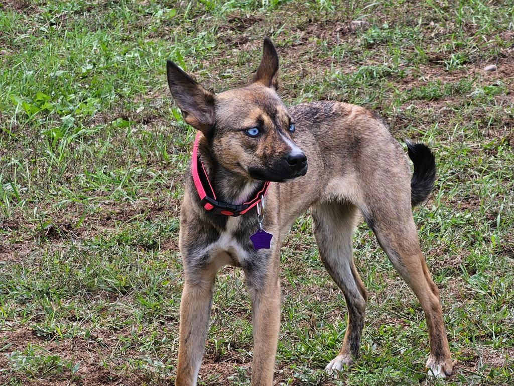 Enlarge Alaska, a Adoptable mixed breed in Spooner, WI image 4/6