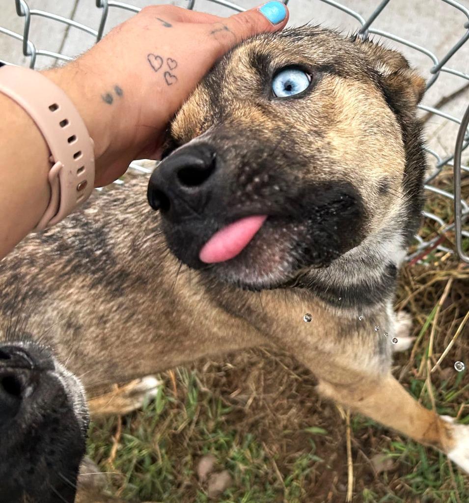 Enlarge Alaska, a Adoptable mixed breed in Spooner, WI image 5/6