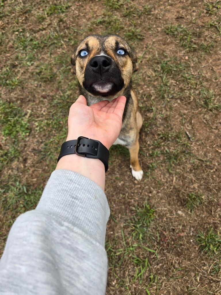 Enlarge Alaska, a Adoptable mixed breed in Spooner, WI image 6/6