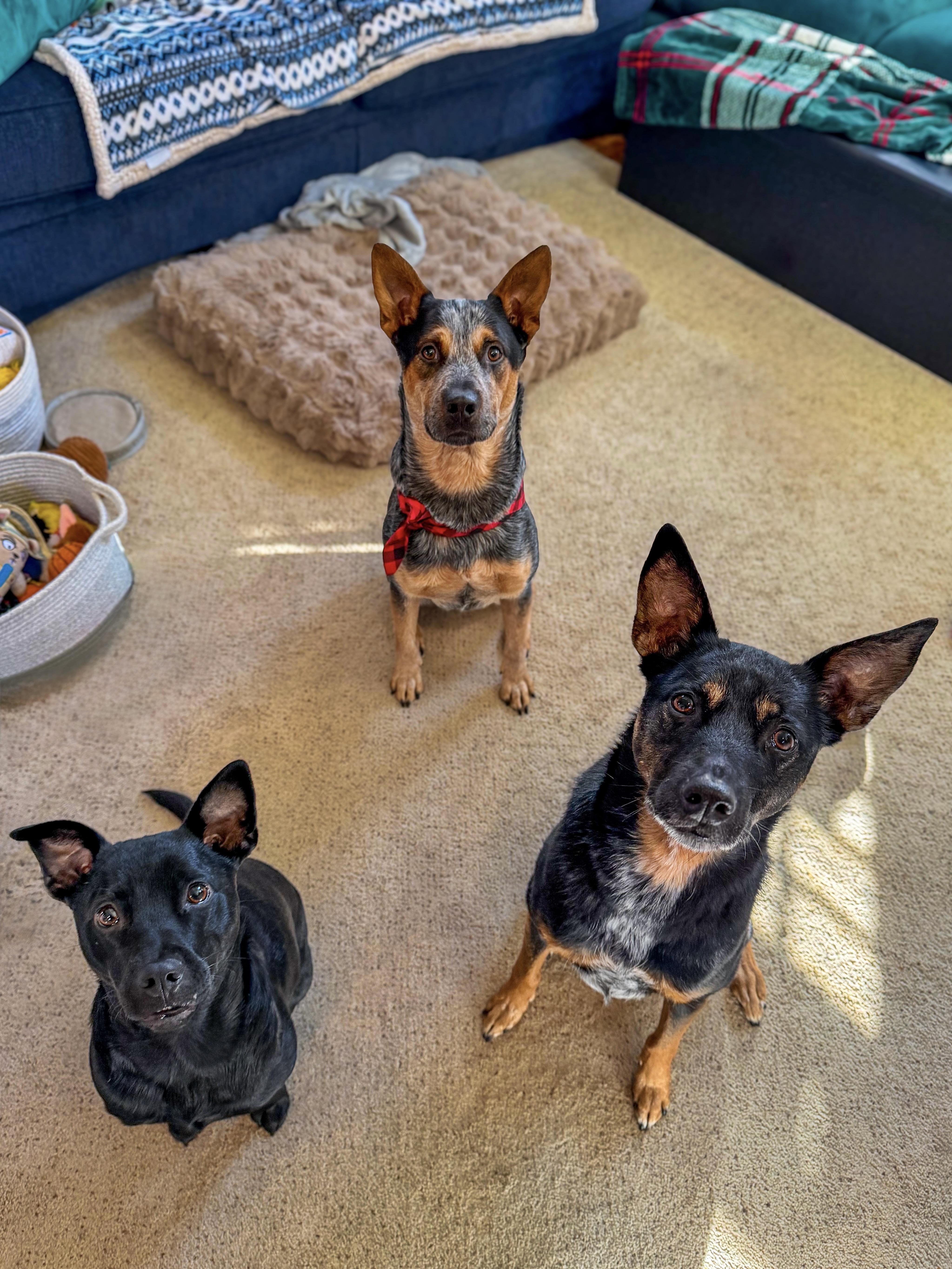 Hollis, a Adoptable Australian Cattle Dog / Blue Heeler in Washington, CT image 2/4