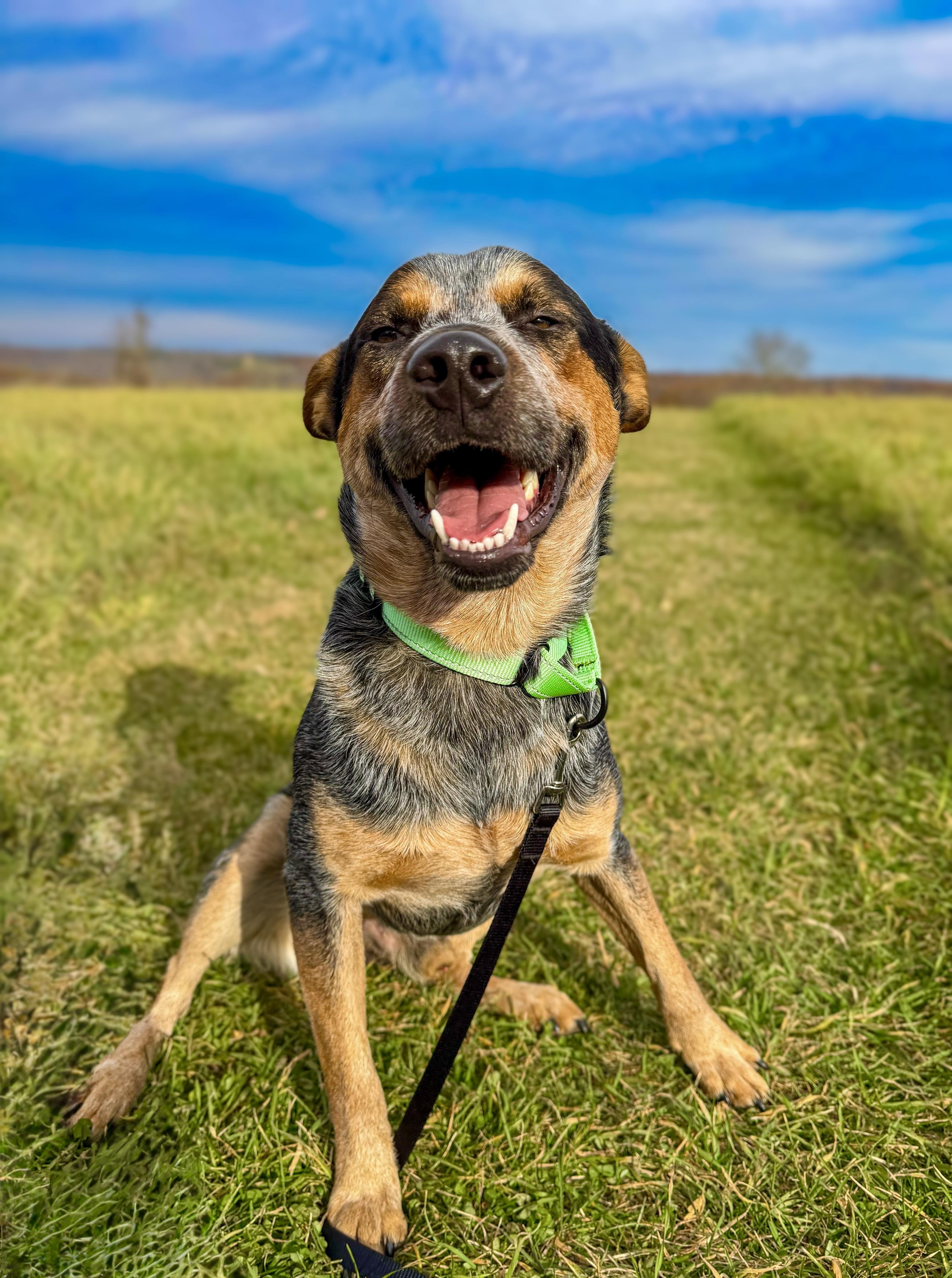 Hollis, Adoptable, Young Male Australian Cattle Dog / Blue Heeler.
