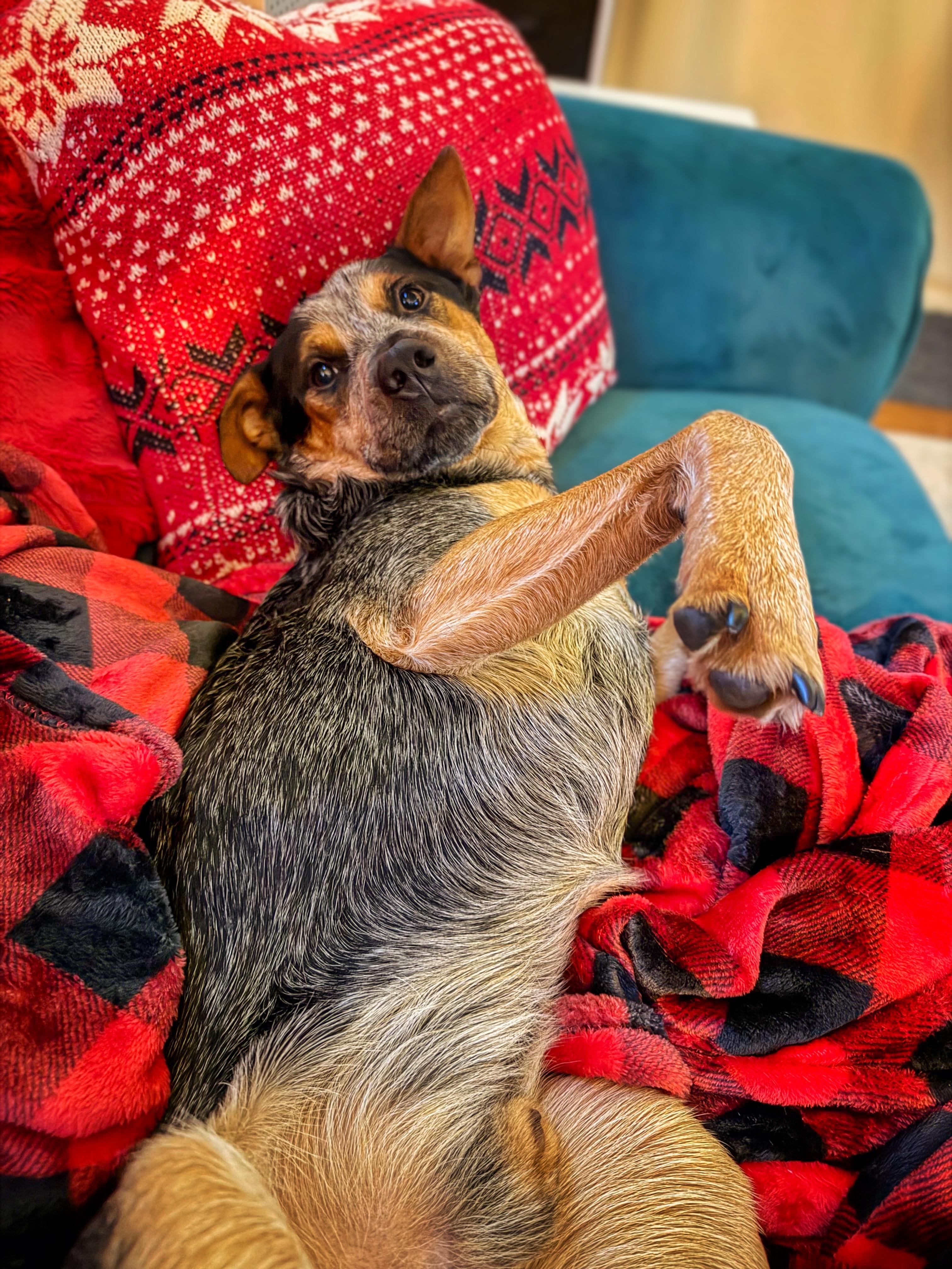 Hollis, a Adoptable Australian Cattle Dog / Blue Heeler in Washington, CT image 3/4