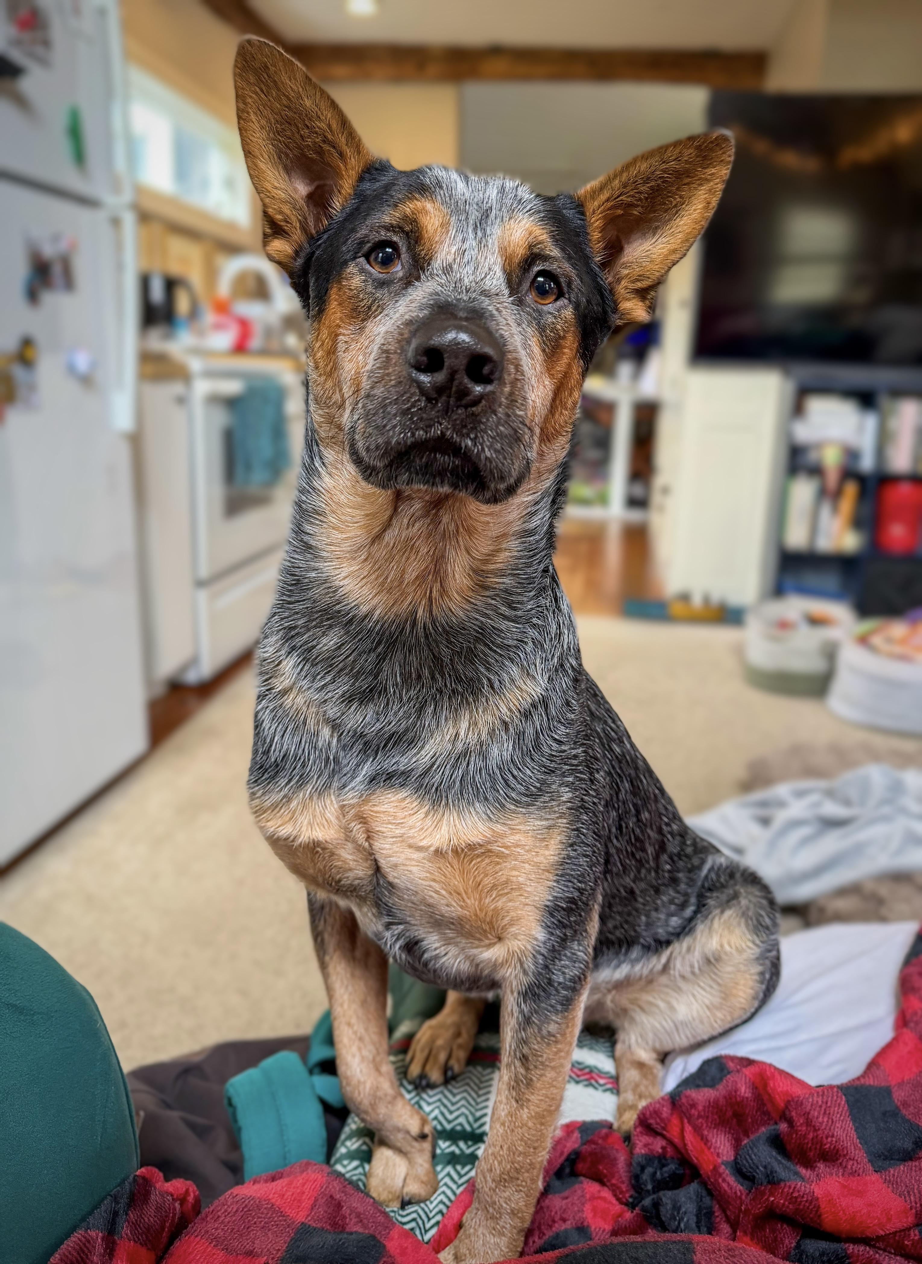 Hollis, a Adoptable Australian Cattle Dog / Blue Heeler in Washington, CT image 4/4