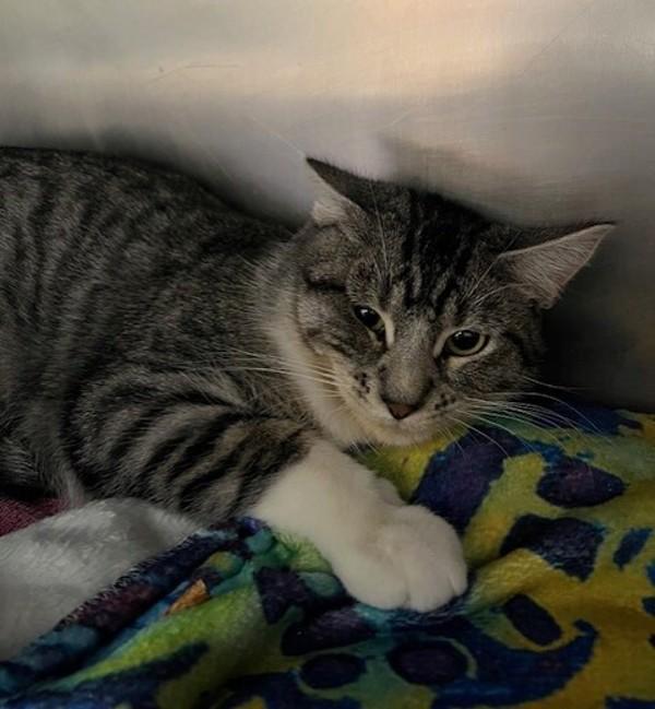 Zombie, a Adoptable mixed breed in Great Falls, MT image 1/3