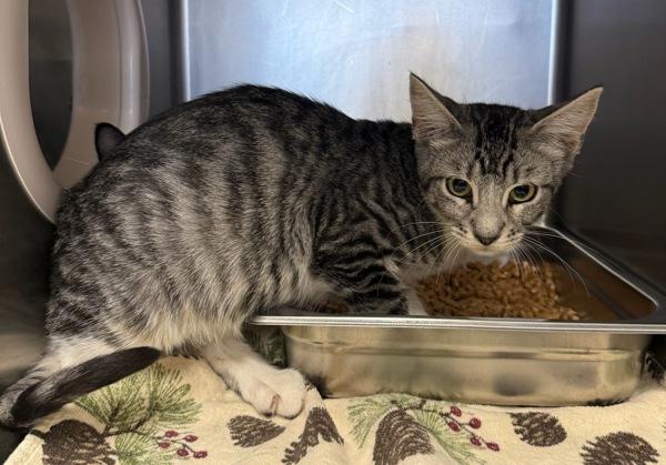 Zombie, a Adoptable mixed breed in Great Falls, MT image 2/3