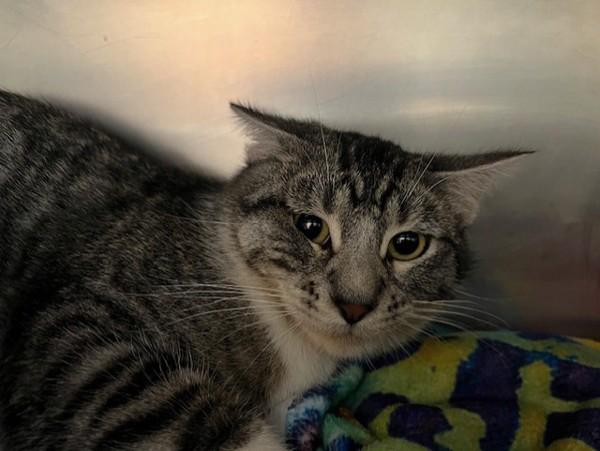 Zombie, a Adoptable mixed breed in Great Falls, MT image 3/3