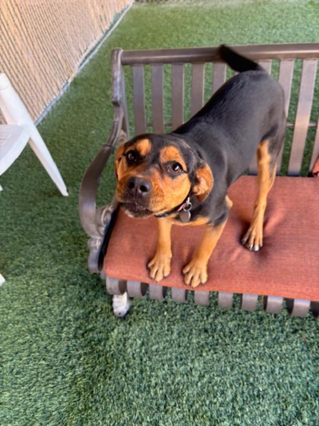 Mary, an adoptable mixed breed in Mesquite, NV image 4/6