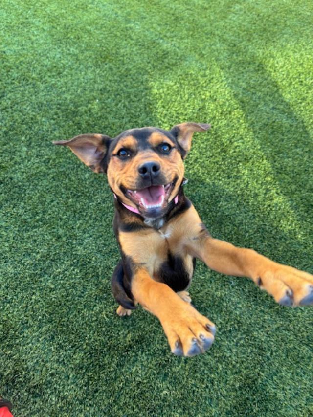 Mary, an adoptable mixed breed in Mesquite, NV image 1/6