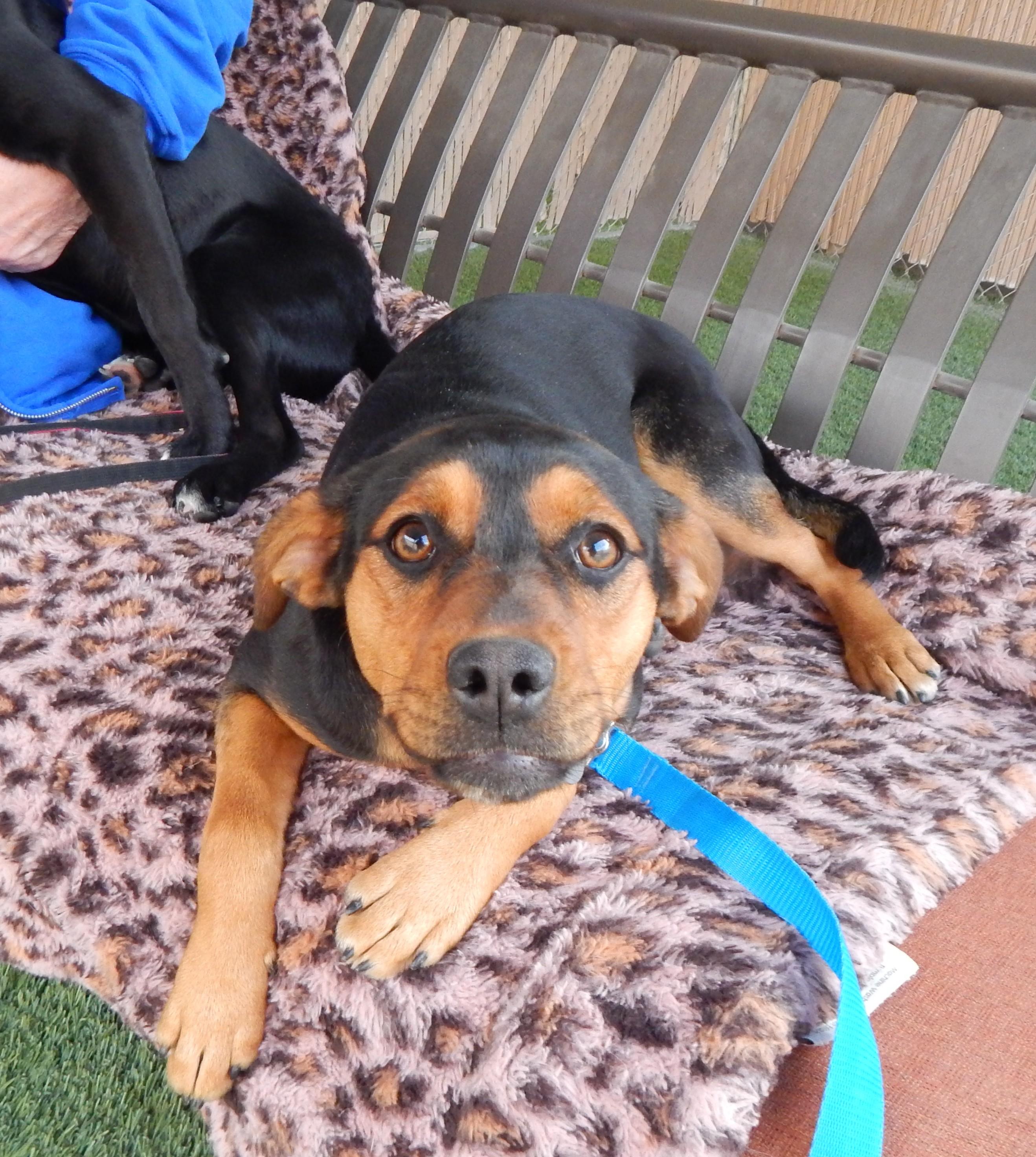 Mary, an adoptable mixed breed in Mesquite, NV image 3/6