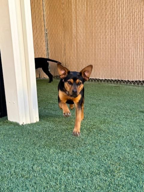 Mary, an adoptable mixed breed in Mesquite, NV image 5/6