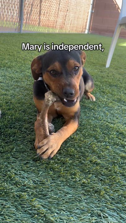 Enlarge Mary, an adoptable mixed breed in Mesquite, NV video 6/6