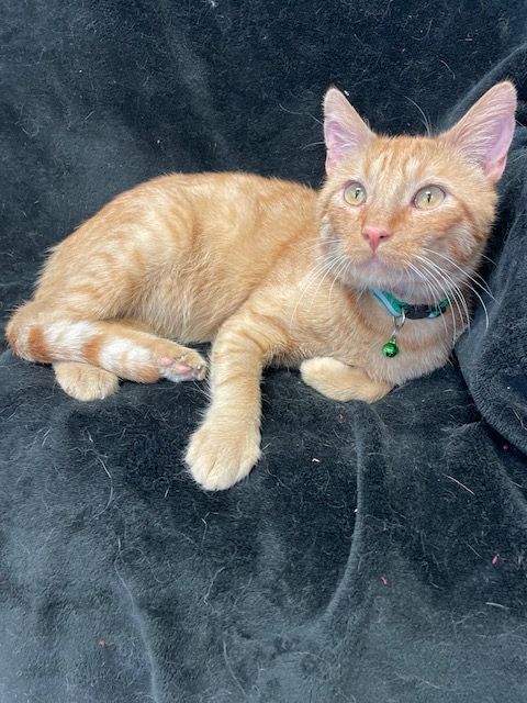 Enlarge Tommy, a Adoptable Domestic Short Hair in Aurora, NE image 1/1