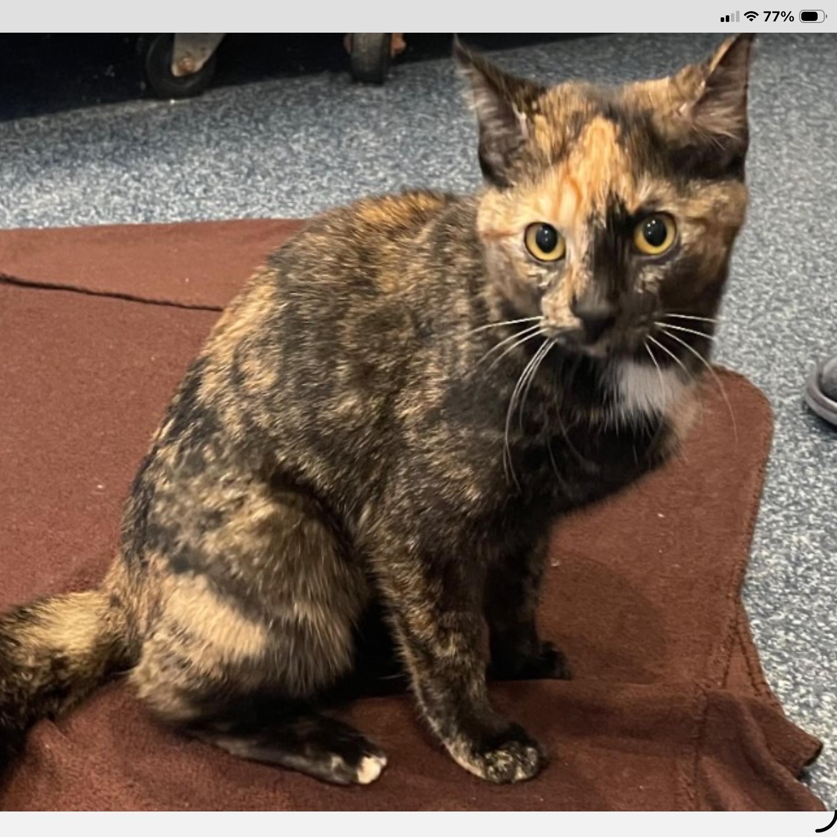 Enlarge Makatun, an adopted Tortoiseshell in Palatine, IL image 1/1