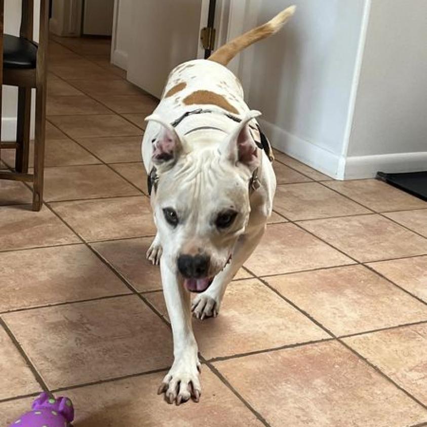 Fitz — thumbnail 2