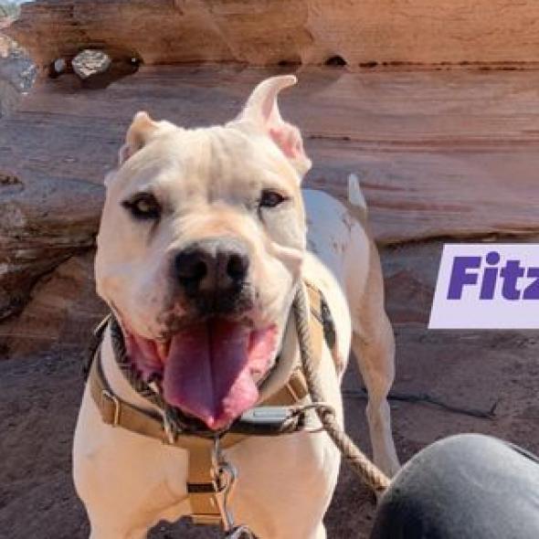 Fitz — thumbnail 5