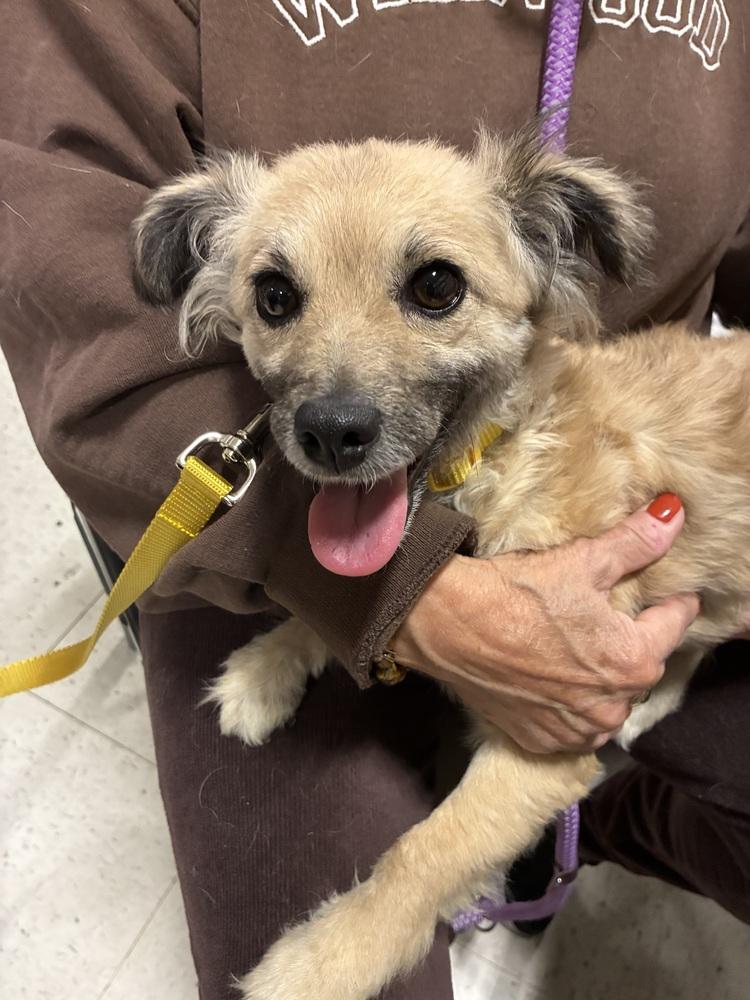 Minnie, Adoptable, Young Female Spaniel & Chihuahua.