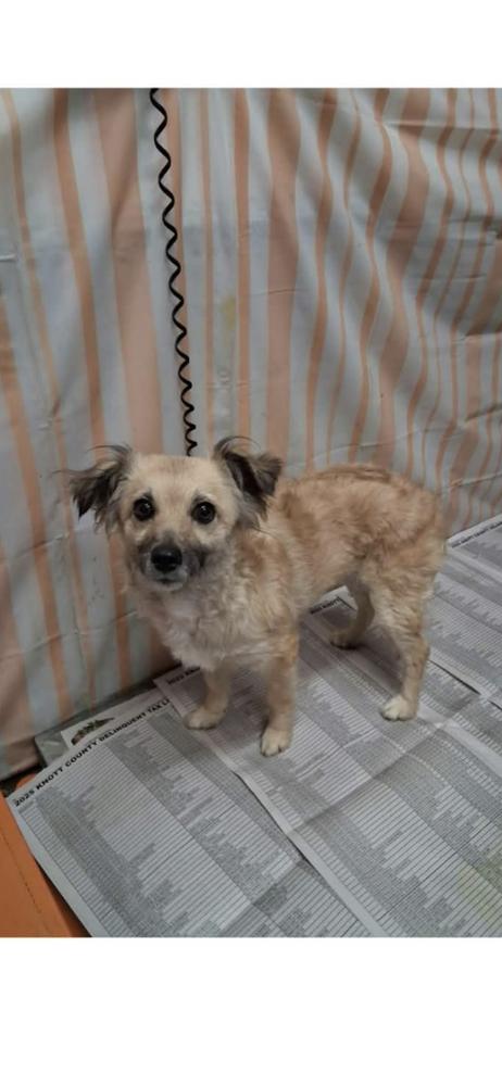 Enlarge Minnie, a Adoptable mixed breed in Willingboro, NJ image 2/5
