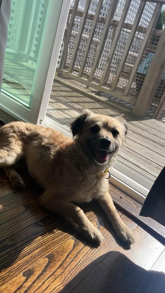 Enlarge Minnie, a Adoptable mixed breed in Willingboro, NJ image 3/5