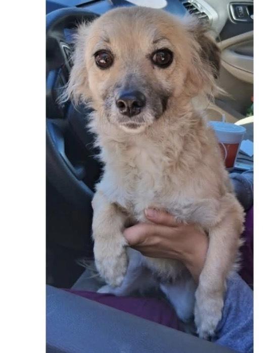 Enlarge Minnie, a Adoptable mixed breed in Willingboro, NJ image 4/5
