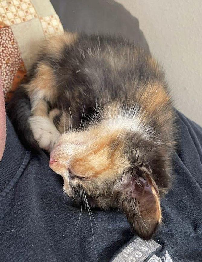 Enlarge Pumpkin, a Adoptable Calico in Tillamook, OR image 1/2