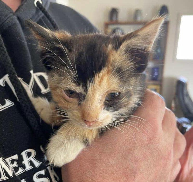 Enlarge Pumpkin, a Adoptable Calico in Tillamook, OR image 2/2