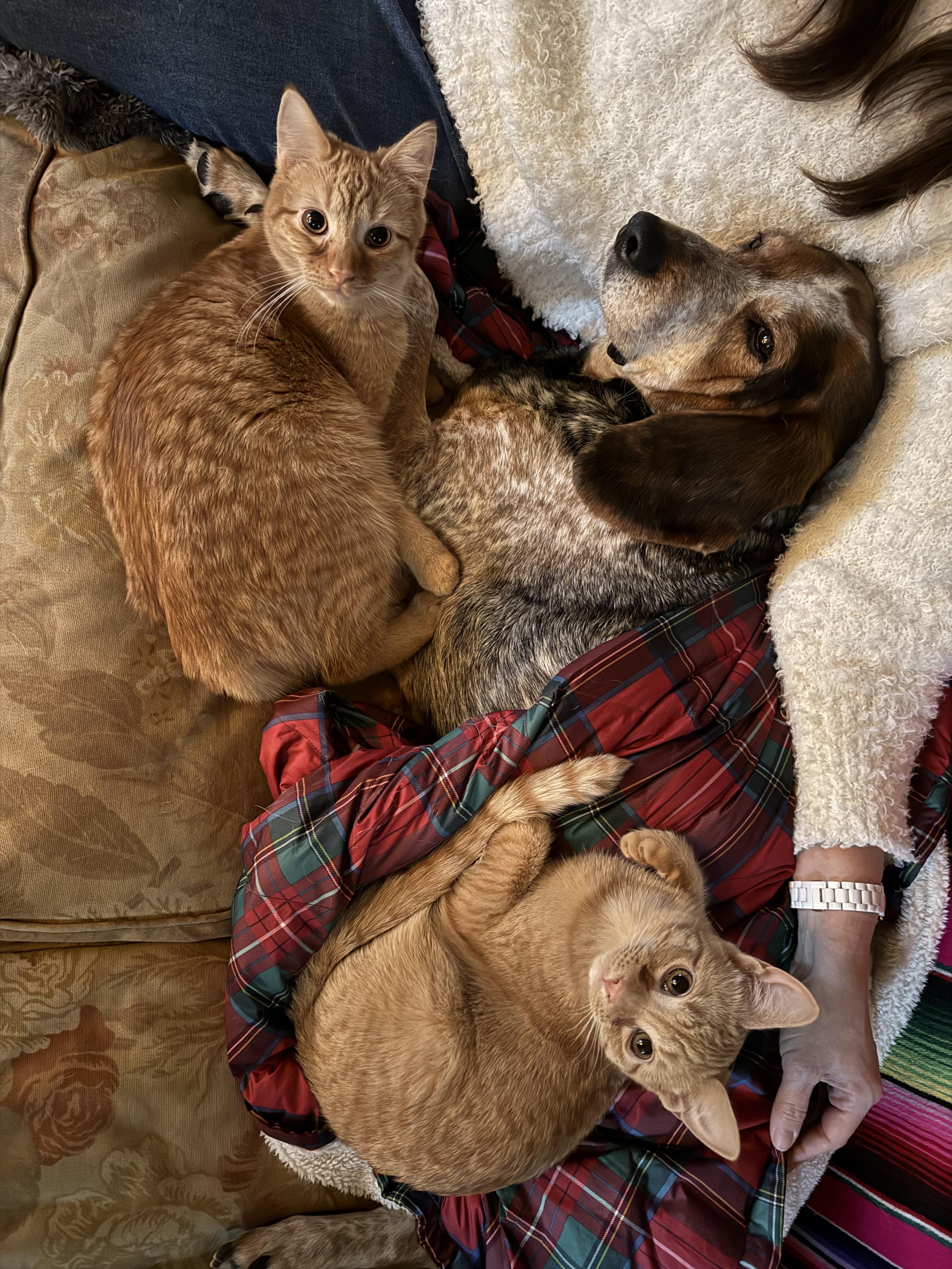 Suzie Bishop, a Adopted Domestic Short Hair in Royal Oak, MI image 2/5