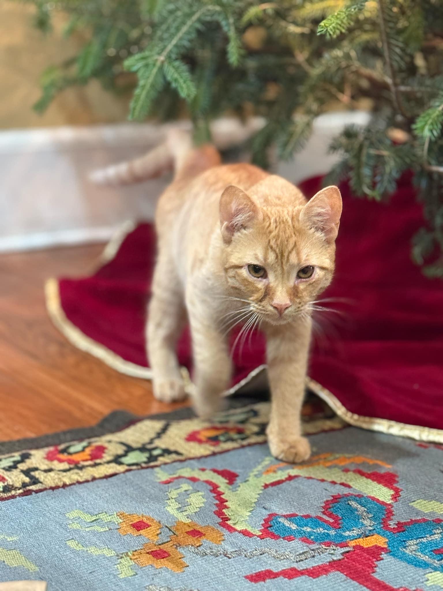 Suzie Bishop, a Adopted Domestic Short Hair in Royal Oak, MI image 4/5