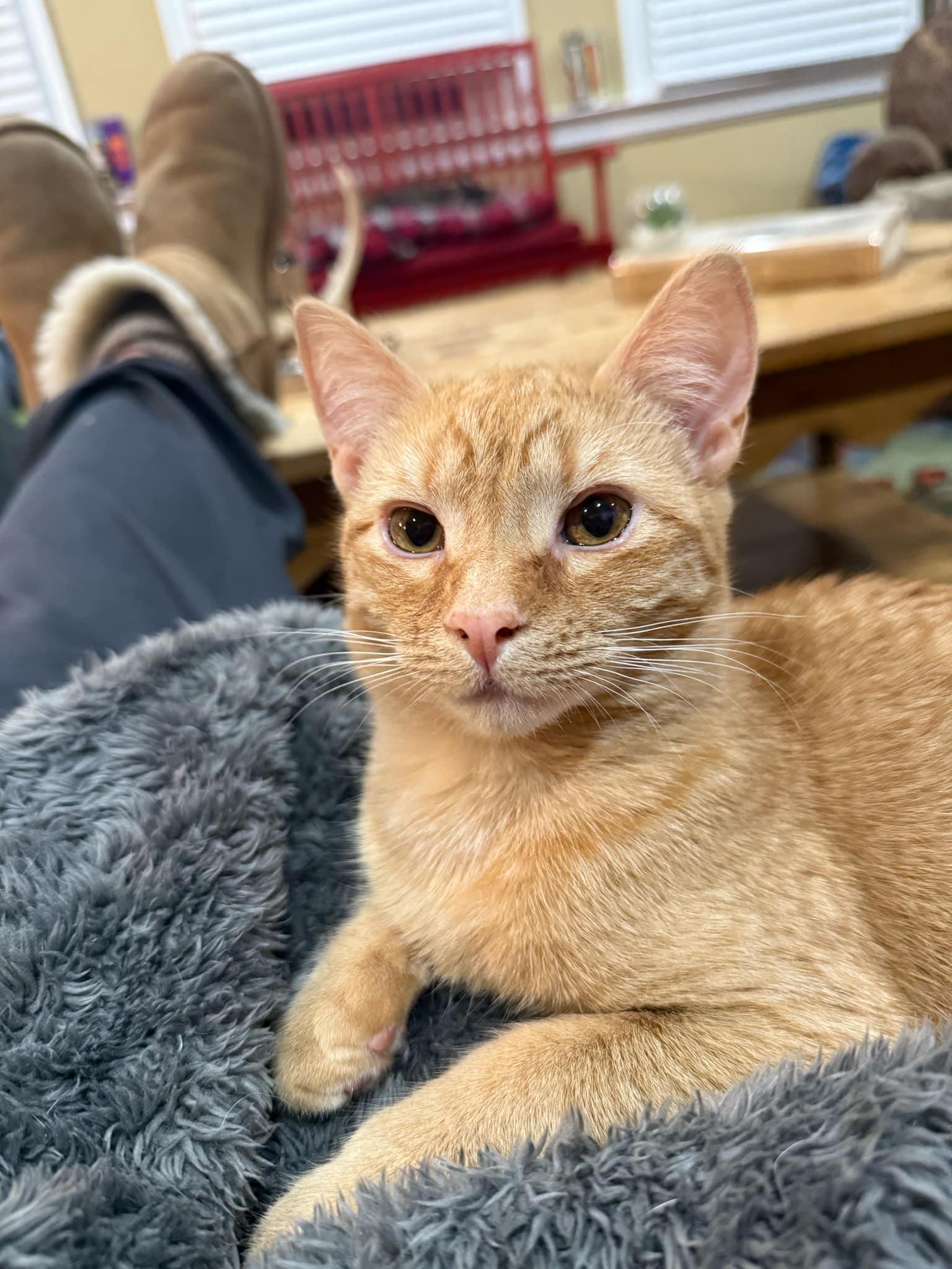 Suzie Bishop, a Adopted Domestic Short Hair in Royal Oak, MI image 5/5