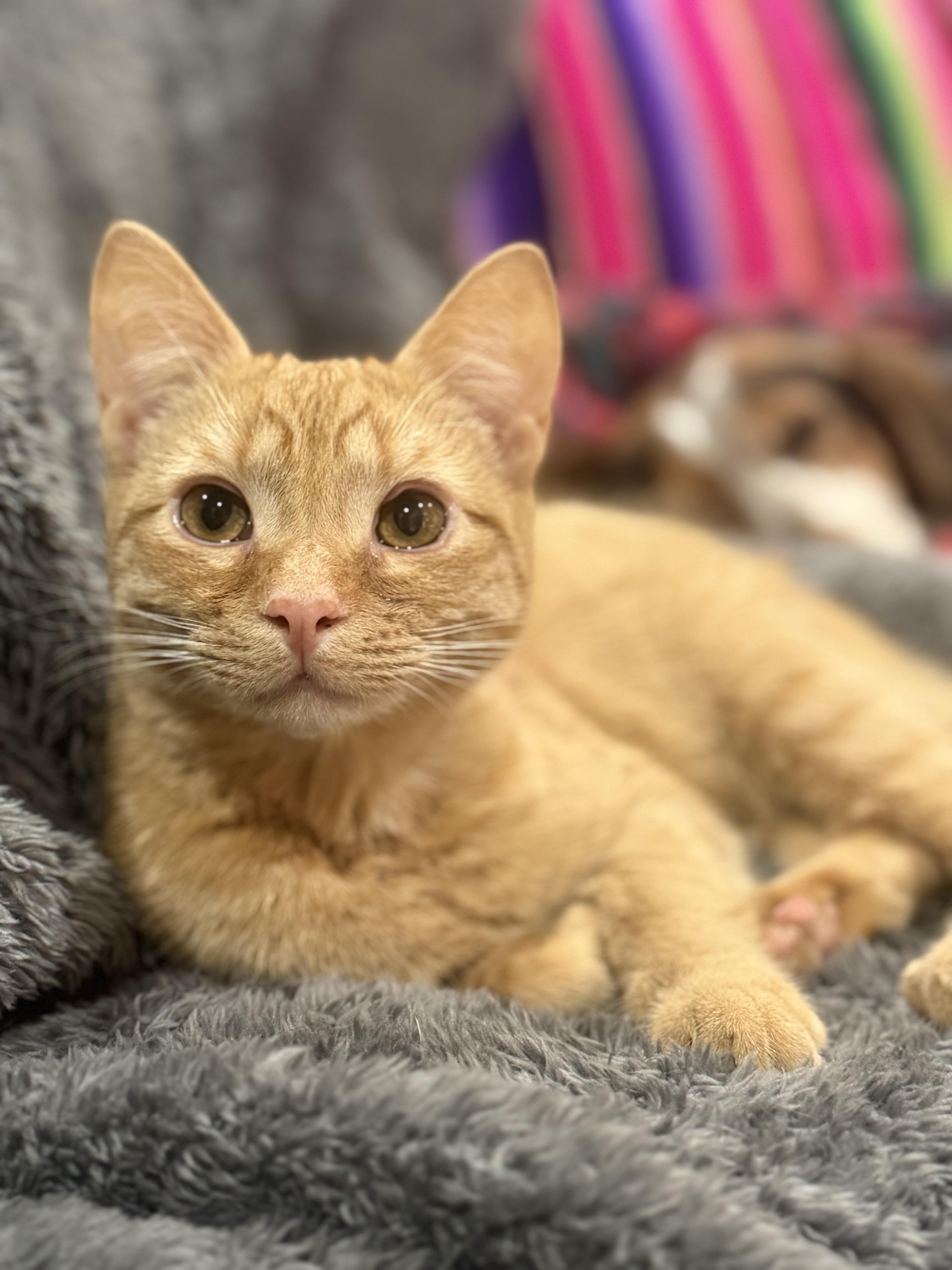 Suzie Bishop, a Adopted Domestic Short Hair in Royal Oak, MI image 1/5