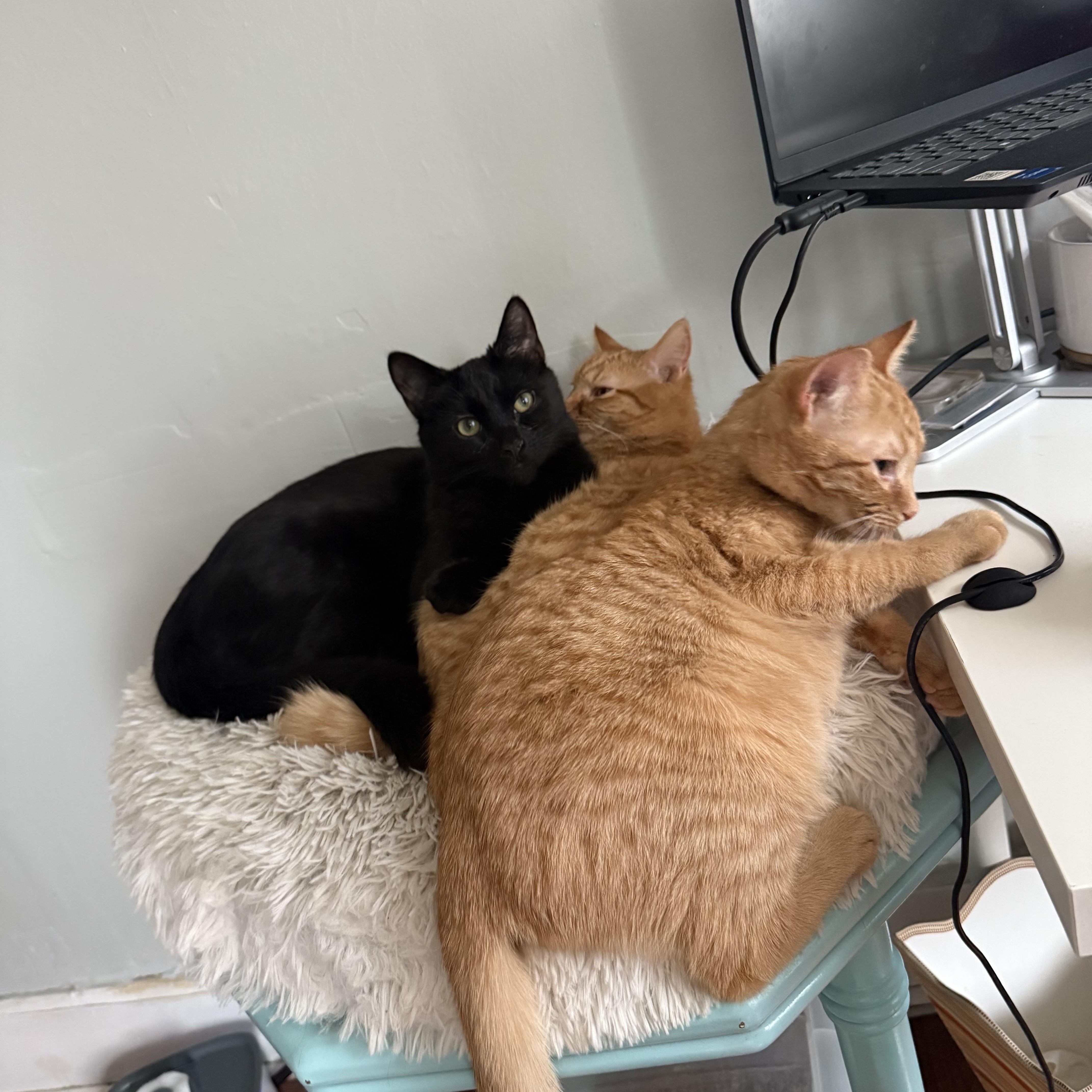 Suzie Bishop, a Adopted Domestic Short Hair in Royal Oak, MI image 3/5