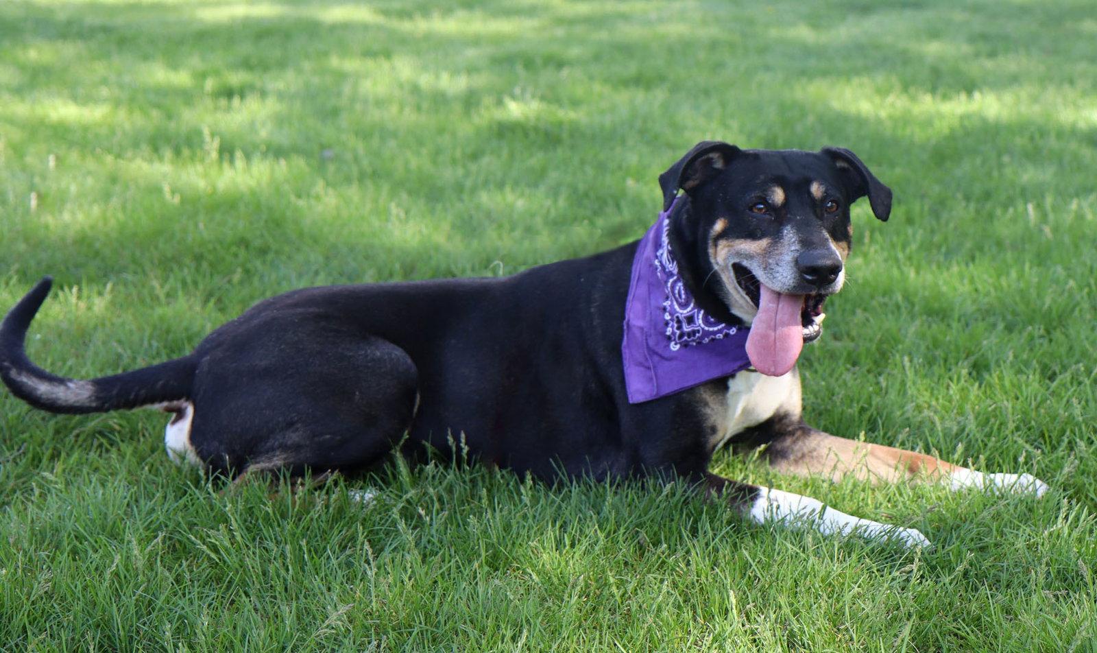 Enlarge Mumford, a Adoptable mixed breed in Kansas City, MO image 2/3