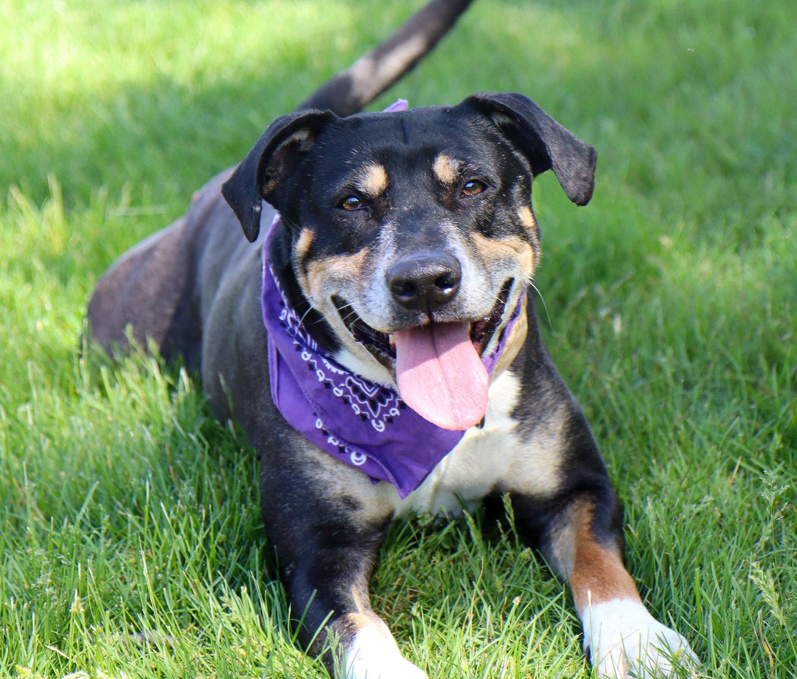 Enlarge Mumford, a Adoptable mixed breed in Kansas City, MO image 3/3