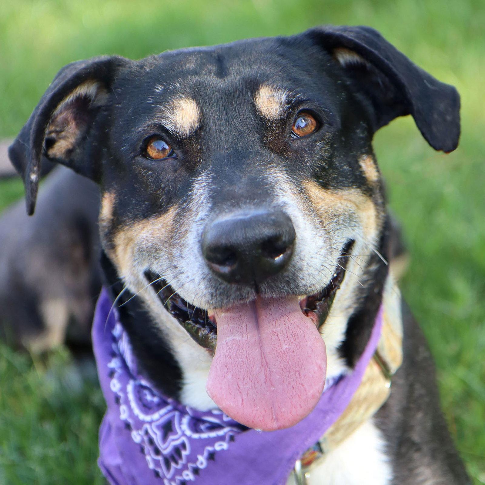 Enlarge Mumford, a Adoptable mixed breed in Kansas City, MO image 1/3